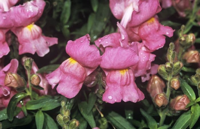 snapdragon 'Montego Pink'