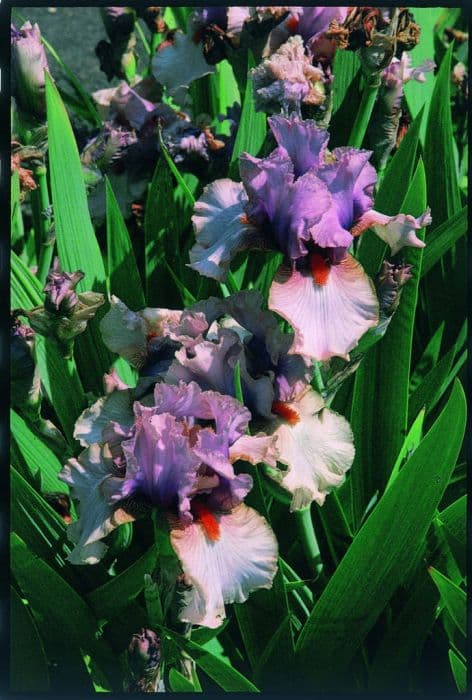 iris 'Pink Parchment'