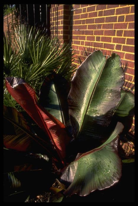 Ethiopian black banana