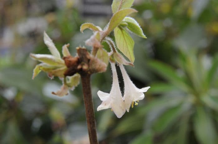 Elisa's honeysuckle