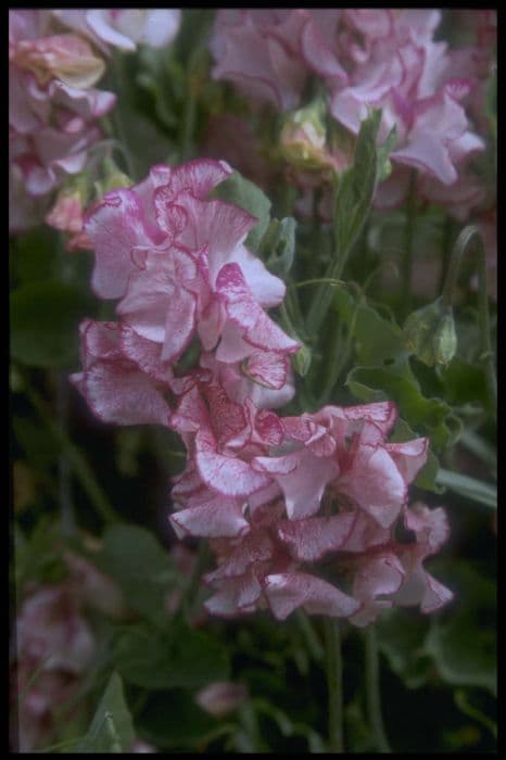 sweet pea 'Hannah's Harmony'