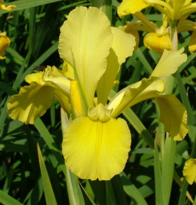 iris 'Philippa Baughen'