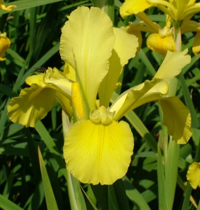 Iris 'Philippa Baughen'