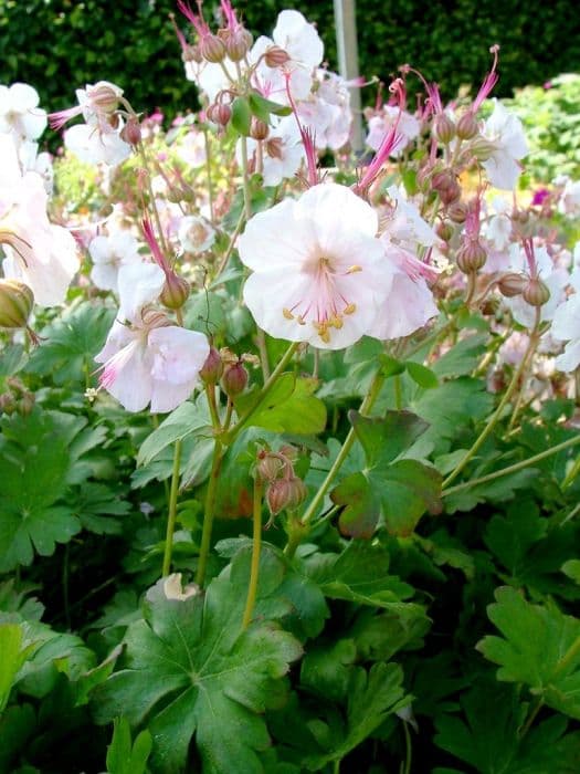 cranesbill 'St Ola'