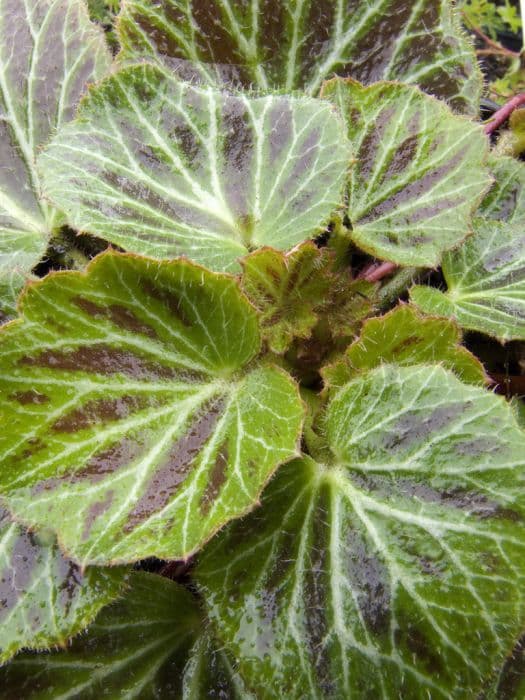 dodder-like saxifrage