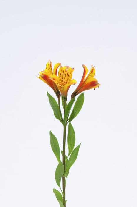 Peruvian lily [Inca Exotica]