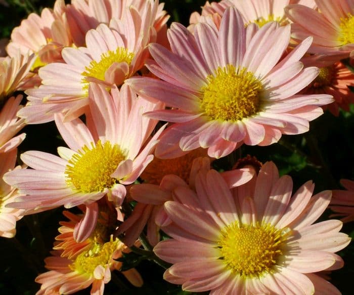 chrysanthemum 'Perry's Peach'