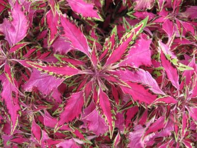 coleus 'Pink Chaos'