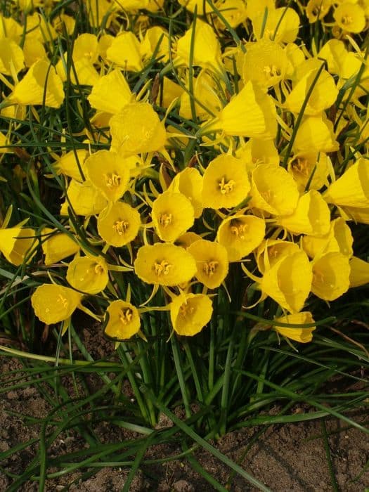 daffodil 'Classic Gold'