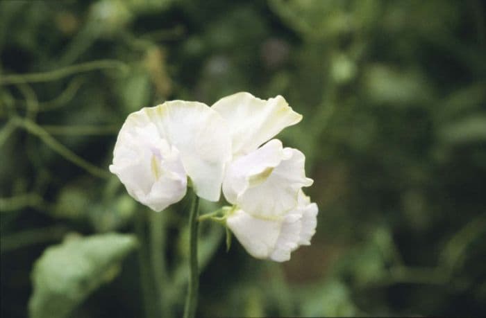 sweet pea 'Oban Bay'