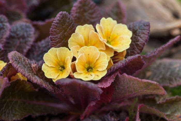 primrose 'Claddagh'