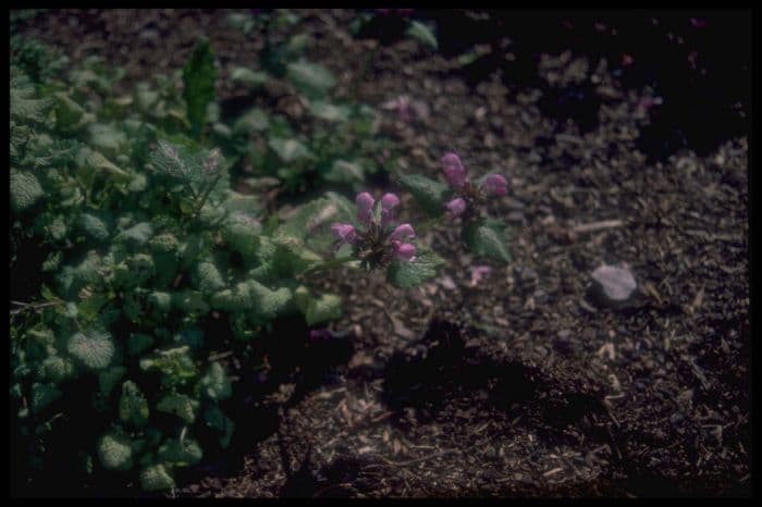 spotted deadnettle 'Forncett Lustre'