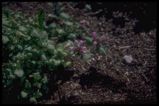 Spotted deadnettle 'Forncett Lustre'