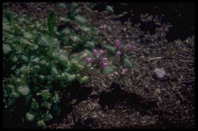 Spotted deadnettle 'Forncett Lustre'