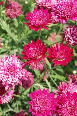 Marguerite Madeira Crested Merlot