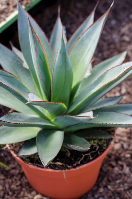 Agave 'Blue Glow'