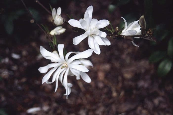 star magnolia