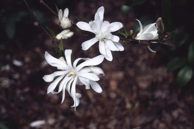 Star magnolia