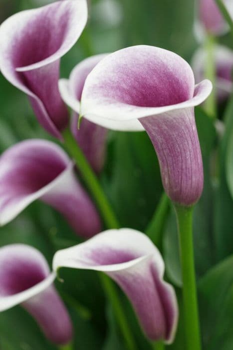 arum lily 'Airbrush'