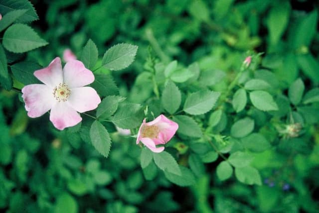 Dog rose