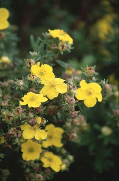 shrubby cinquefoil 'Chilo'