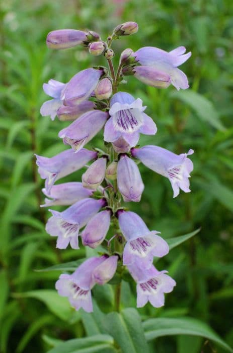 penstemon 'Pensham Skies'