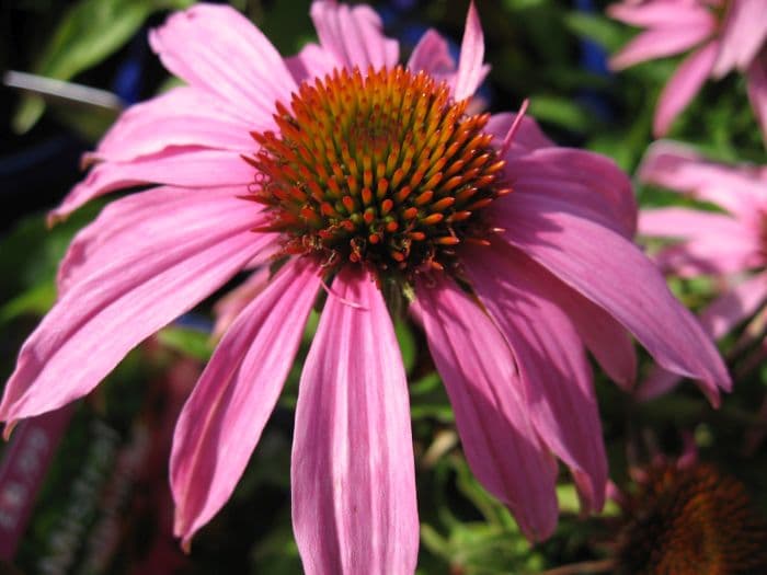 purple coneflower [Mistral]