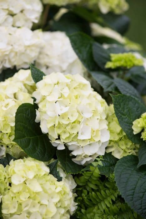 hydrangea 'Wudu'