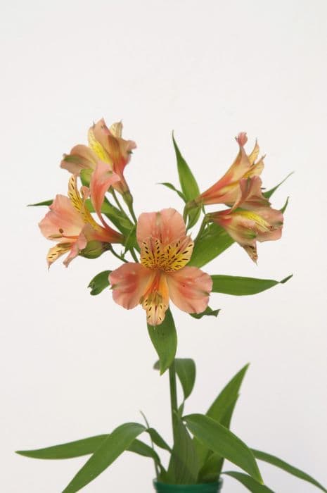 Peruvian lily 'Amarillo'