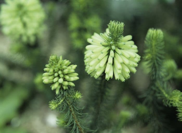 white bottlebrush heath