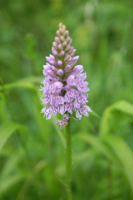 common spotted orchid