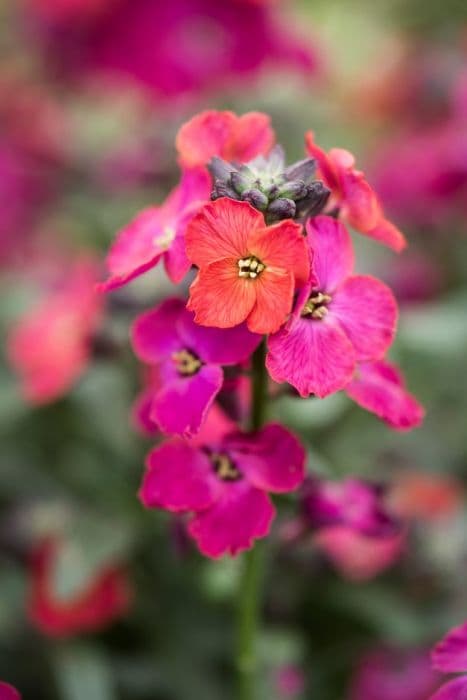 wallflower 'Red Jep'