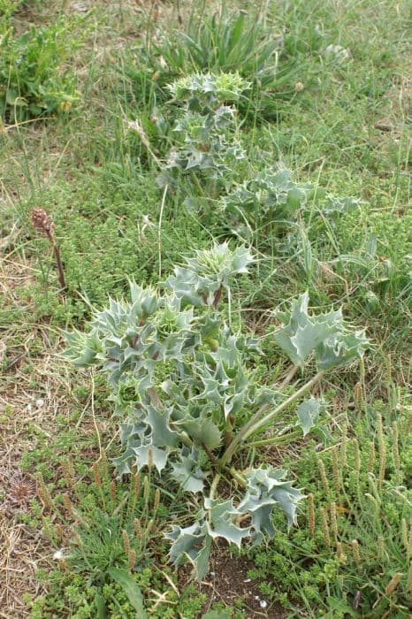 sea eryngo