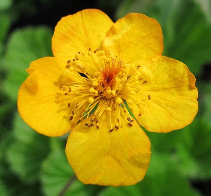 avens 'Georgenberg'