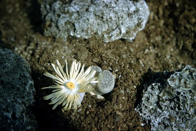 Karas Mountains living stone