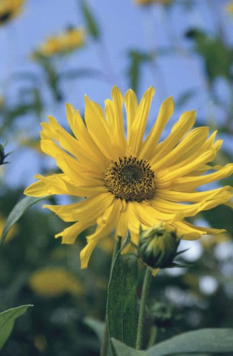 sunflower 'Monarch'