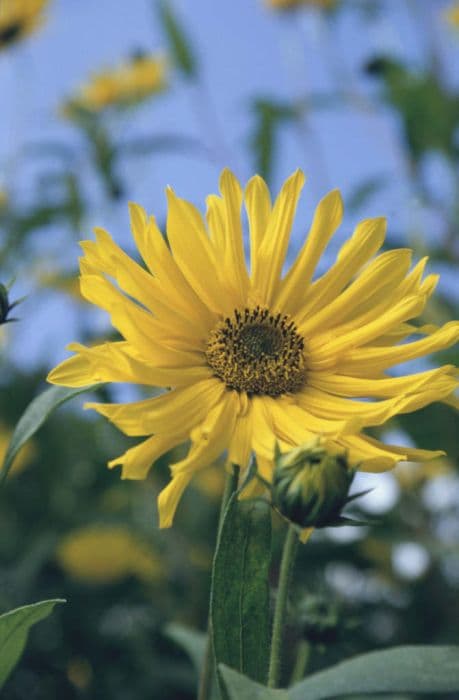 Sunflower 'Monarch'