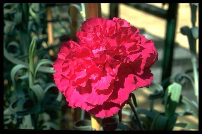 perpetually flowering carnation 'Maureen Lambert'