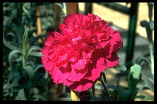 Perpetually flowering carnation 'Maureen Lambert'