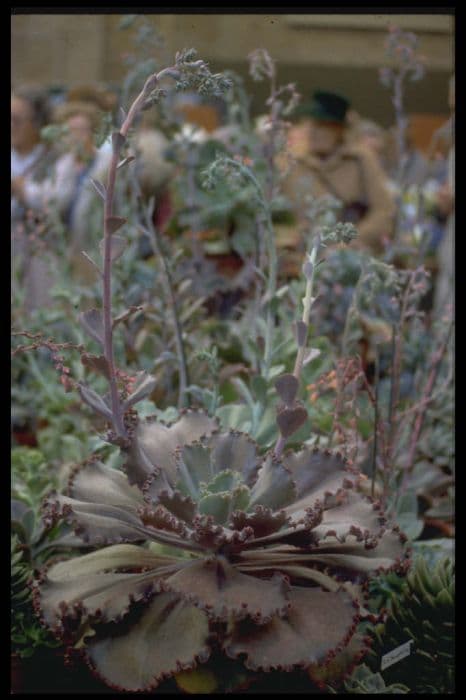 echeveria 'Bittersweet'