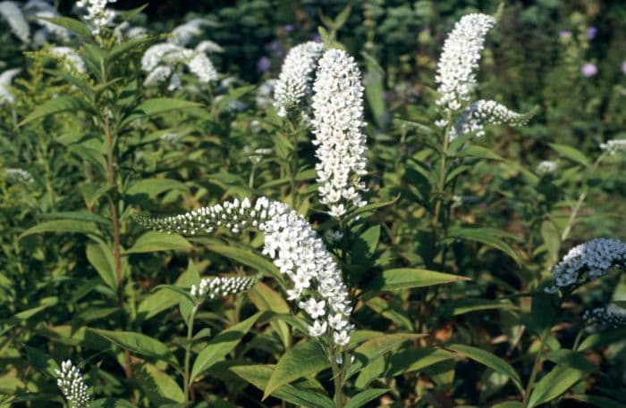 gooseneck loosestrife