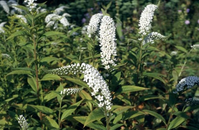 Gooseneck loosestrife