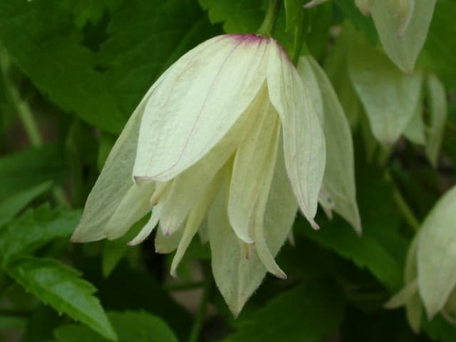 Clematis 'Snowbird'