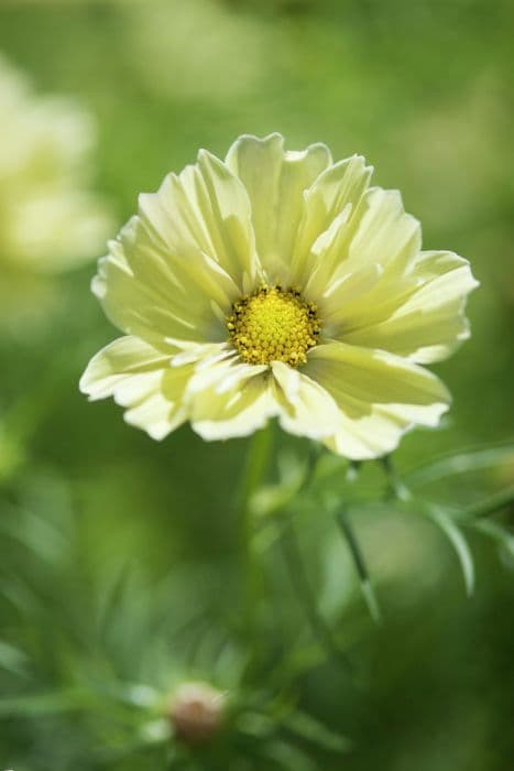 cosmea 'Xanthos'