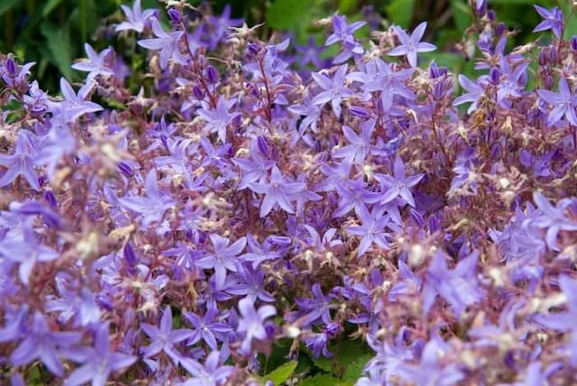 Campanula fenestrellata