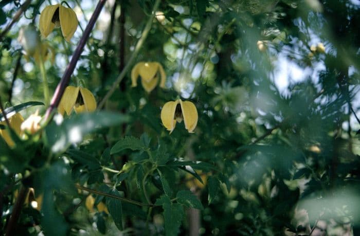 golden clematis