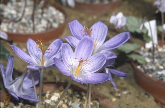 Large autumn crocus