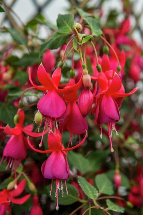 fuchsia 'Pink Fizz'