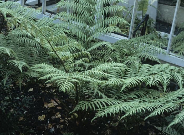 hill tree-fern