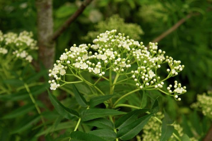 Ulleung Island rowan 'Olympic Flame'